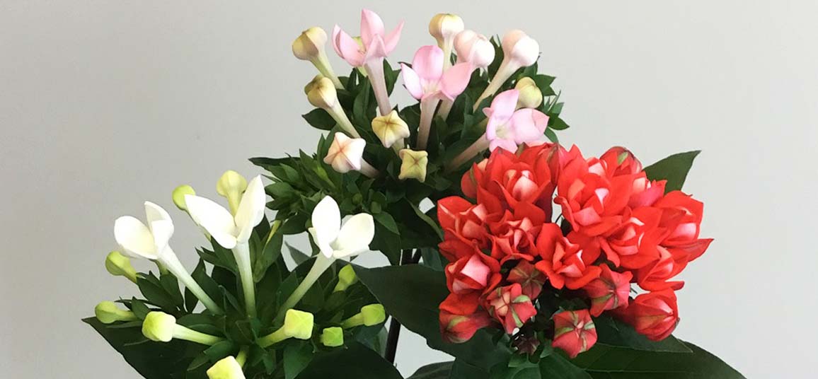 ブバルディア Jaおおいがわの花 Jaおおいがわ 大井川農業協同組合