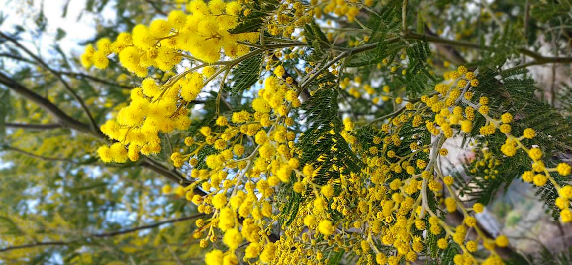 枝物|JAおおいがわの花|JAおおいがわ/大井川農業協同組合