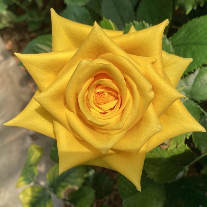 バラ スタンダード Jaおおいがわの花 Jaおおいがわ 大井川農業協同組合