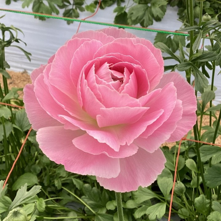 ラナンキュラス Jaおおいがわの花 Jaおおいがわ 大井川農業協同組合